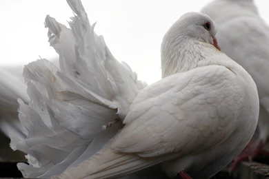 Beautiful White Dove Baby Seating Photo Of Bird