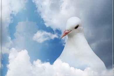 Birds: White Pigeon Skies Clouds Dove Bird High Quality Wallpapers ...
