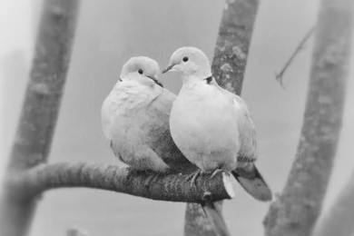Love Doves White Birds Dove Bird Birds Best Wallpapers ~ Birds For ...