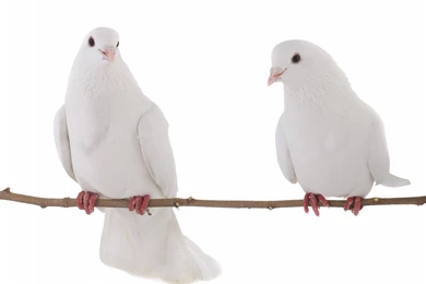 Doves White Couple Branch Feather Dove Bird Pasari Birds Wallpapers ...
