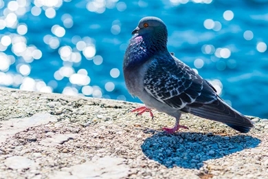 Bird Pigeon Dove London Uhd Wallpapers   Ultra High Definition ...