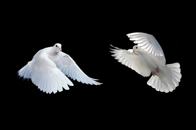 DOVES IN FLIGHT WALLPAPER   (