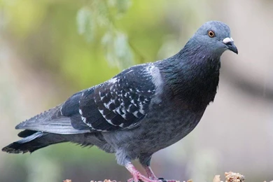 Dove Archives   Free Hd Wallpapers