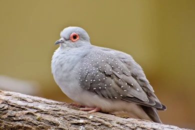 Dove Bird HD Wallpapers   FreeWallsUp