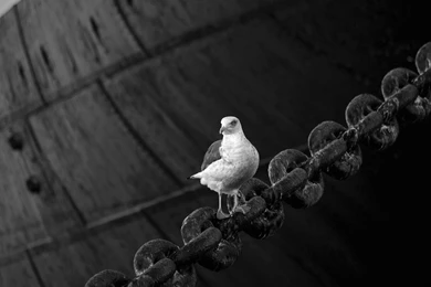 Full HD 1080p Dove Wallpapers HD, Desktop Backgrounds 1920x1080