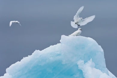 Cats: White Dove Animals Bird Wallpapers Wide For HD 16:9 High ...