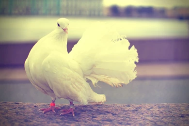 Pigeon New Hd Wallpapers