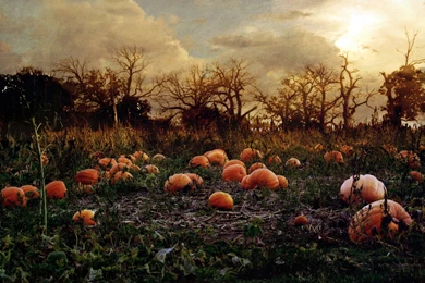 Pumpkin Patch Halloween Autumn Wallpapers