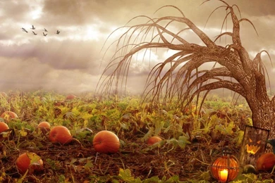 EERIE PUMPKIN PATCH WALLPAPER   (
