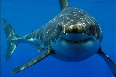 Pics, Facts, Funny Stuff About Animals & Nature Great White Shark ...