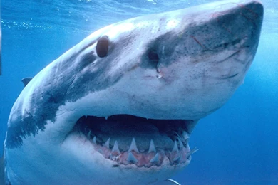 Great White Shark Wallpapers For Android   Kemecer.com