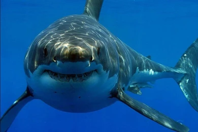 Picture Of Great White Shark On Animal Picture Society