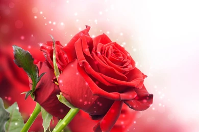 Red_Roses_Pretty_Background.jpg?m=1399676400