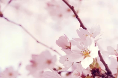 Pretty Pink Backgrounds