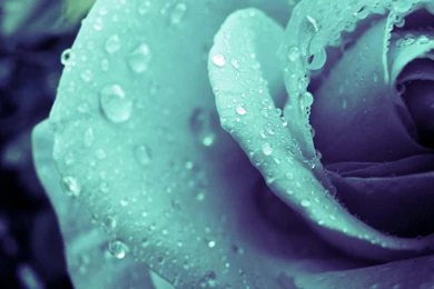 Beautiful Flower Wallpapers   1454606