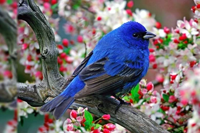 Birds Desktop Wallpapers   Wallpapers Cave