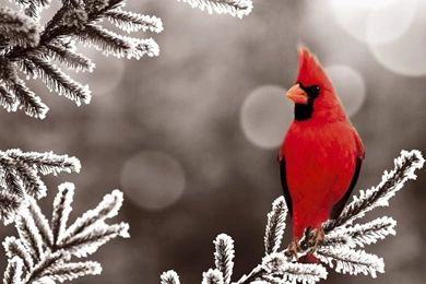 Bird Desktop Wallpapers