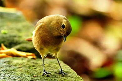 Bird Desktop Wallpapers Cute Bird Photos Of Bird Desktop Wallpapers ...