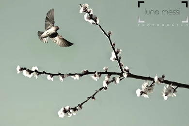 Birds: Luna Messi Photography March Digital Artist Photos Nature ...