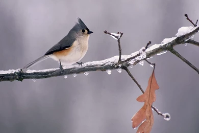 Apple Mac Desktop Wallpapers HD Tufted Titmouse Apple Bird Desktop ...