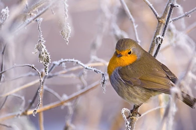 Robin Bird Winter birds Desktop Wallpapers   1600x1200 Wallpapers ...