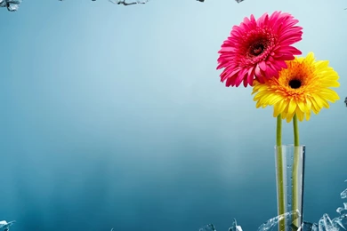 Broken Windows Flowers Vase Uhd Wallpapers   Ultra High Definition ...