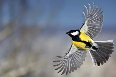 Flying Birds HD Wallpapers For Desktop   HD Wallpapers POP