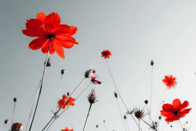Red Flowers Under Grey Sky Wallpapers For Lenovo S820