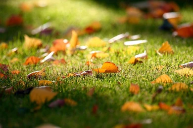 Macro Leaf Grass Nature Wallpapers