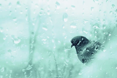 Download Dove In Rainy Day Wallpapers In 1680x1050 Resolution