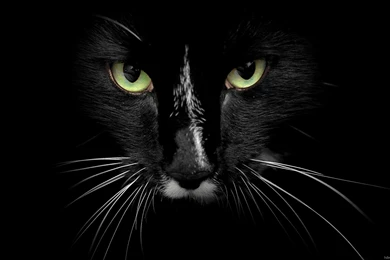 Animals HD Wallpapers, Full HD 1080P Wallpapers, 1920X1080, 1920X1080