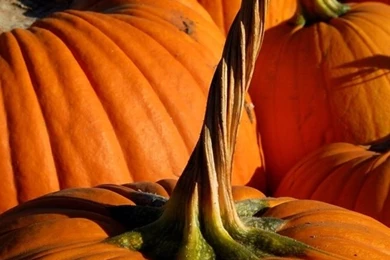 Top 6 Pumpkin Iphone Wallpapers   Best Iphone Wallpapers