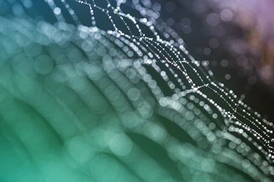 Full HD Macro Wallpapers 1920x1080, Desktop Backgrounds HD 1080p