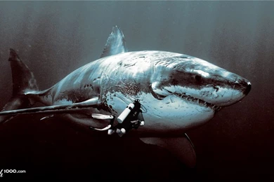 Megalodon   Wallpaper.