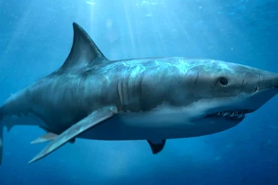 Sharks Megalodon Wallpaper Image Picture.jpg