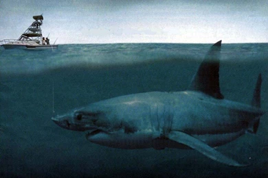 The Megalodon Vs Small Ship HD Desktop Wallpapers