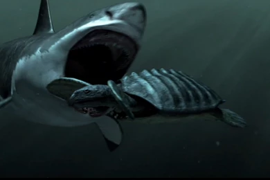 Sharks Megalodon Wallpapers Image Picture