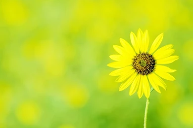 Green Yellow Flowers Desktop Wallpapers