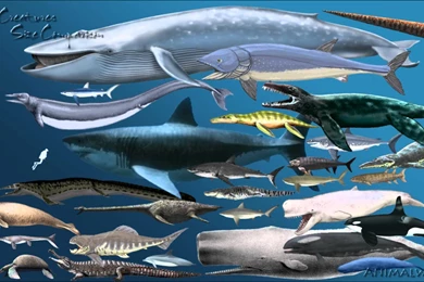 Megalodon Wallpapers