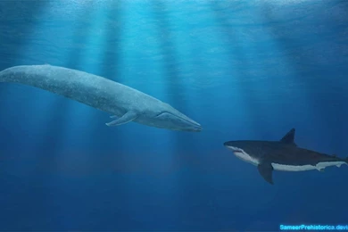 Blue Whale Compared To Megalodon   Wallpaper.