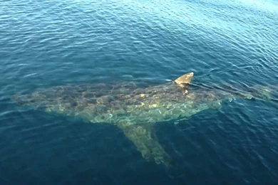 Megalodon Shark Compared To Great White Wallpaper.