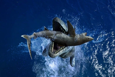 FONDO ESCRITORIO TIBURON MEGALODON