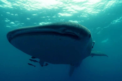 Megalodon Attack HD Desktop Wallpapers