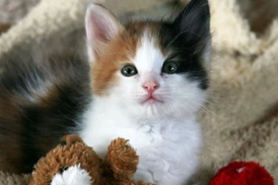 Cute Cat Friend Teddy Bear Lovely Adorable Animals Kitten Cats ...