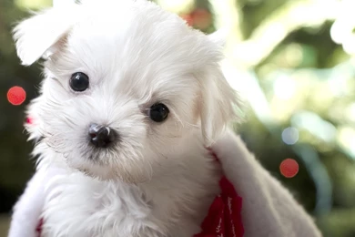 Animals Adorable Puppy Dog Desktop Backgrounds ~ Animals For High ...