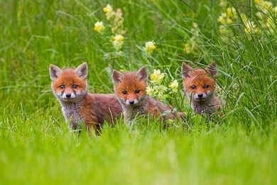 Adorable Fox Cubs In The Grass Free Desktop Backgrounds And Wallpapers