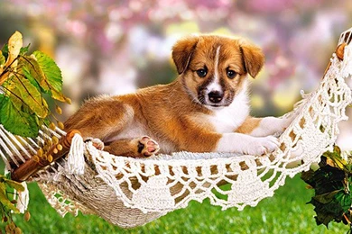 Dogs: Sweet Puppy Adorable Nature Dog Pr Max HD Wallpapers For HD ...