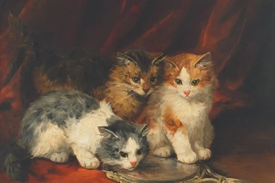 Cats: KITS LOOKING MIRROR ADORABLE CUTE KITTIES AMUSED Funny Cat ...