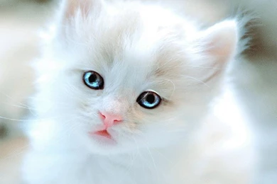 Cats Adorable Kitten Kitty White Cat Blue Eyes Cute Desktop ...