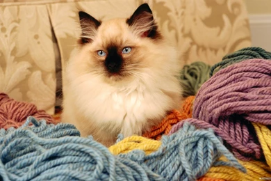 Cats Loves Feel Yarn Lol Loveable Adorable Feline Cute Desktop ...